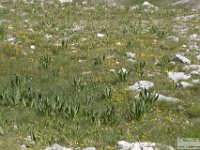 2020-06-27 Anello del Monte Greco 067